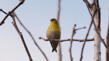 Eurasian Siskin