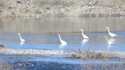 Great Egret