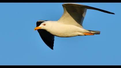 Yellow-legged Gull