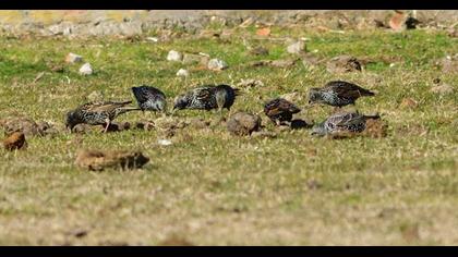 Common Starling