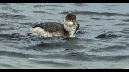 Black-necked Grebe