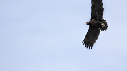 Greater Spotted Eagle