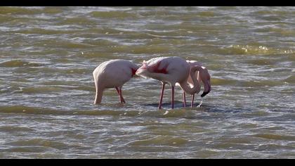 Greater Flamingo