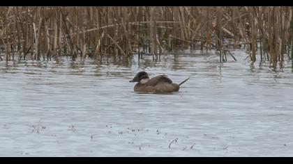 White-headed Duck