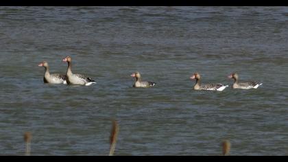 Greylag Goose