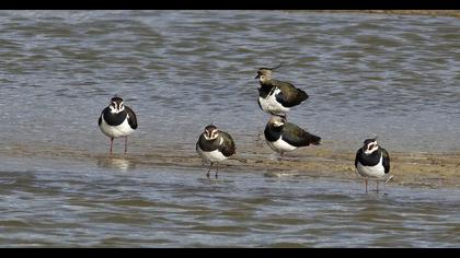 Northern Lapwing