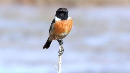 European Stonechat