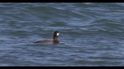 Greater Scaup