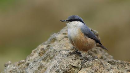 Western Rock Nuthatch