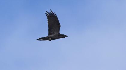 Northern Raven
