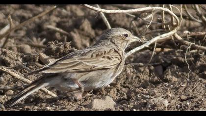 Turkestan Short-toed Lark