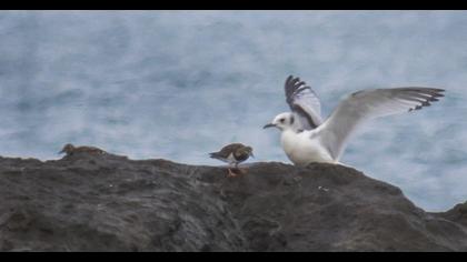 Ruddy Turnstone