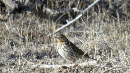Red-throated Pipit