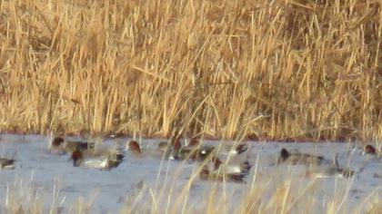 Eurasian Wigeon