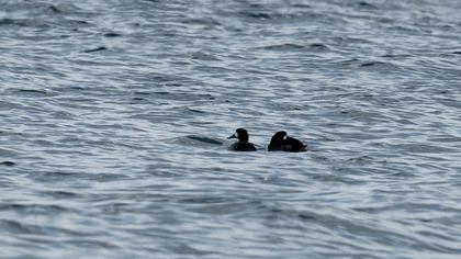 Greater Scaup