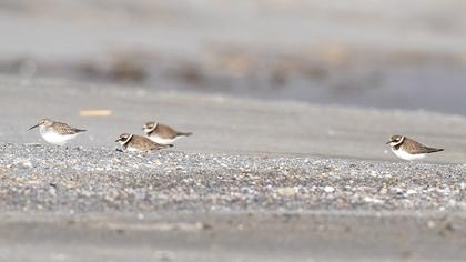 Common Ringed Plover