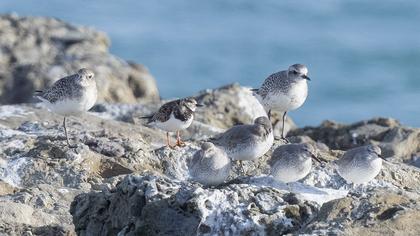Ruddy Turnstone