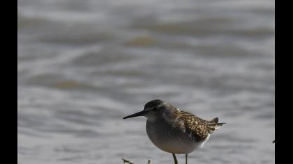 Wood Sandpiper