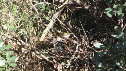 Common Firecrest