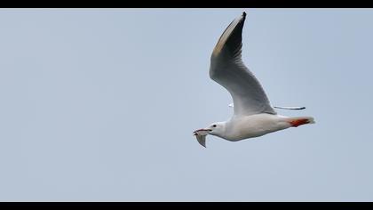 Slender-billed Gull