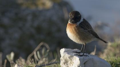 European Stonechat