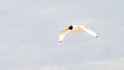 Pallas`s Gull