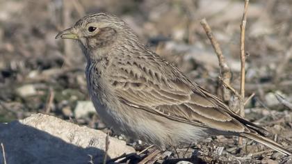 Turkestan Short-toed Lark