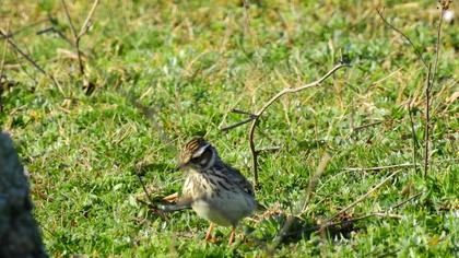 Woodlark