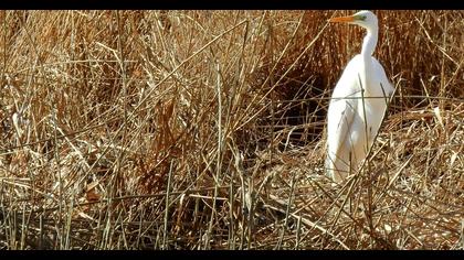 Great Egret