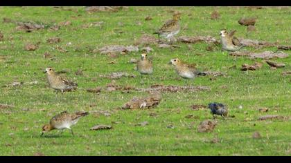 European Golden Plover