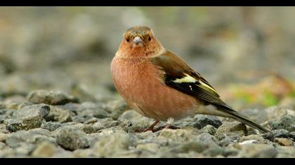 Common Chaffinch