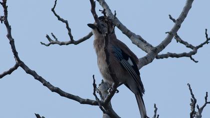 Eurasian Jay