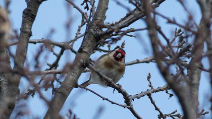 European Goldfinch