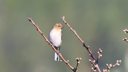 Common Chaffinch