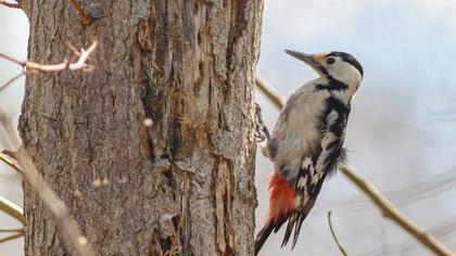 Syrian Woodpecker