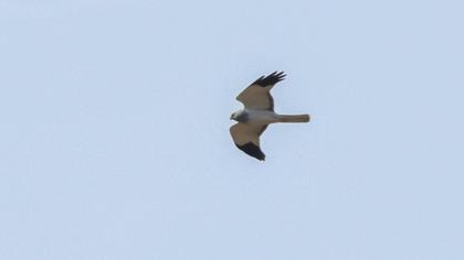 Hen Harrier