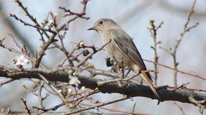 Black Redstart