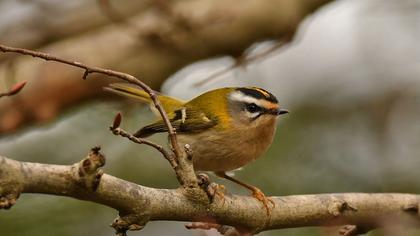 Common Firecrest