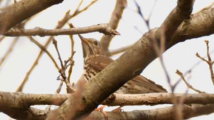 Song Thrush
