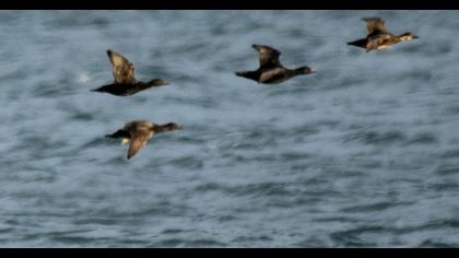 Common Scoter