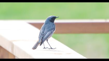 Black Redstart