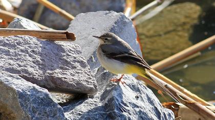 Grey Wagtail