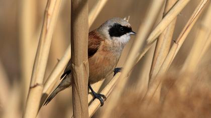 Eurasian Penduline Tit
