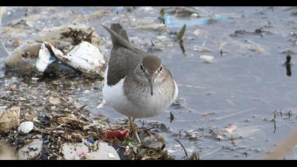 Common Sandpiper
