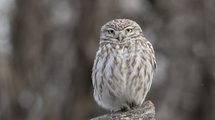 Little Owl