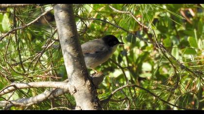 Sardinian Warbler