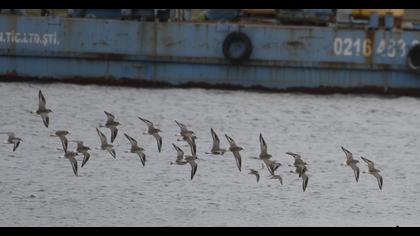 Grey Plover