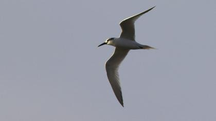 Sandwich Tern