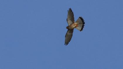 Common Kestrel