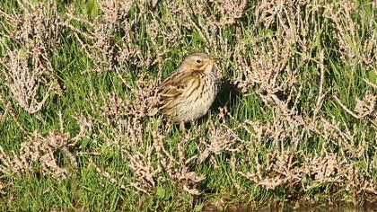 Meadow Pipit